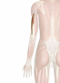 Triceps Brachii Muscle (Lateral Head)