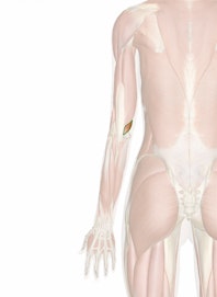 Triceps Brachii Muscle (Medial Head)