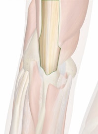 Triceps Brachii Tendon