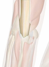 Triceps Brachii Tendon