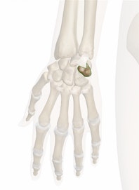Triquetral Bone (Triquetrum)