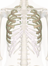 True Ribs