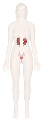 Urinary System