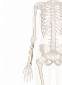 The Ulna