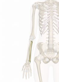 The Ulna