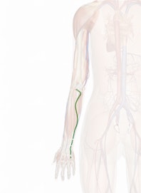 Ulnar Artery