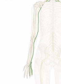 Ulnar Nerve