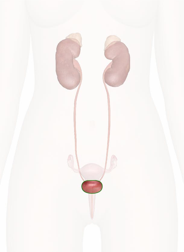The Urinary Bladder: Anatomy and 3D Illustrations