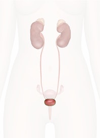 The Urinary Bladder