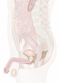 The Urogenital Diaphragm