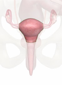 The Uterus