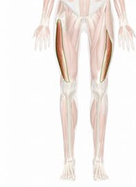 Vastus Lateralis Muscle