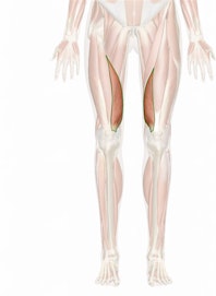 Vastus Medialis Muscle