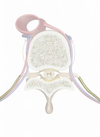 Ventral Ramus (Intercostal Nerve)