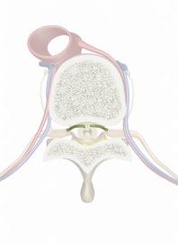 Ventral Root of Spinal Nerve