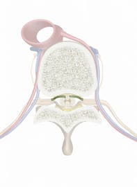 Ventral Root of Spinal Nerve