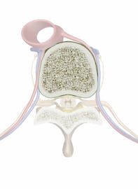 Vertebral Body