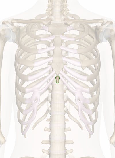 The Xiphoid Process Anatomy And 3d Illustrations 