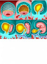Yolk Sac