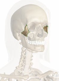 Zygomatic Bone