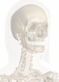 Zygomaticofacial Foramen