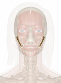 Zygomaticus Major Muscle