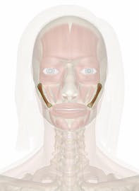 Zygomaticus Major Muscle