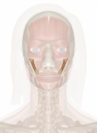 Zygomaticus Minor Muscle