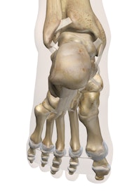 Ankle and Foot (Posterior View)