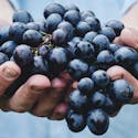 The Power of Plants: Benefits of Fruits, Vegetables, and Whole Grains