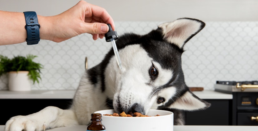 CBD oil being added to dog food for canine wellness, anxiety relief, and joint support