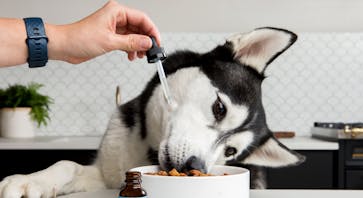 Best CBD for Dogs