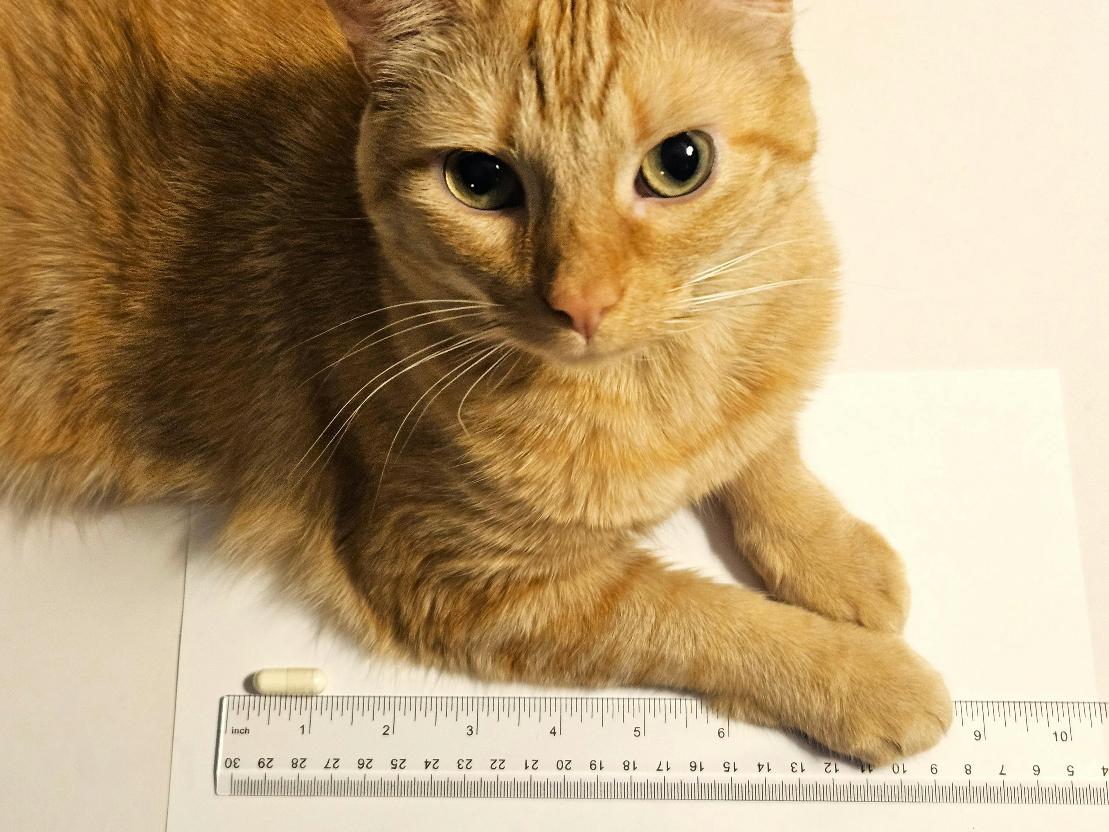 Best Colostrum Codeage Cat For Scale