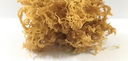 Best Sea Moss