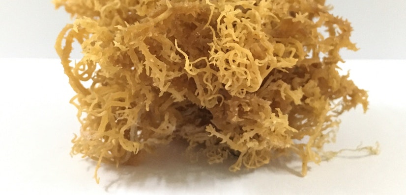 Best Sea Moss