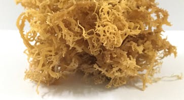 Best Sea Moss