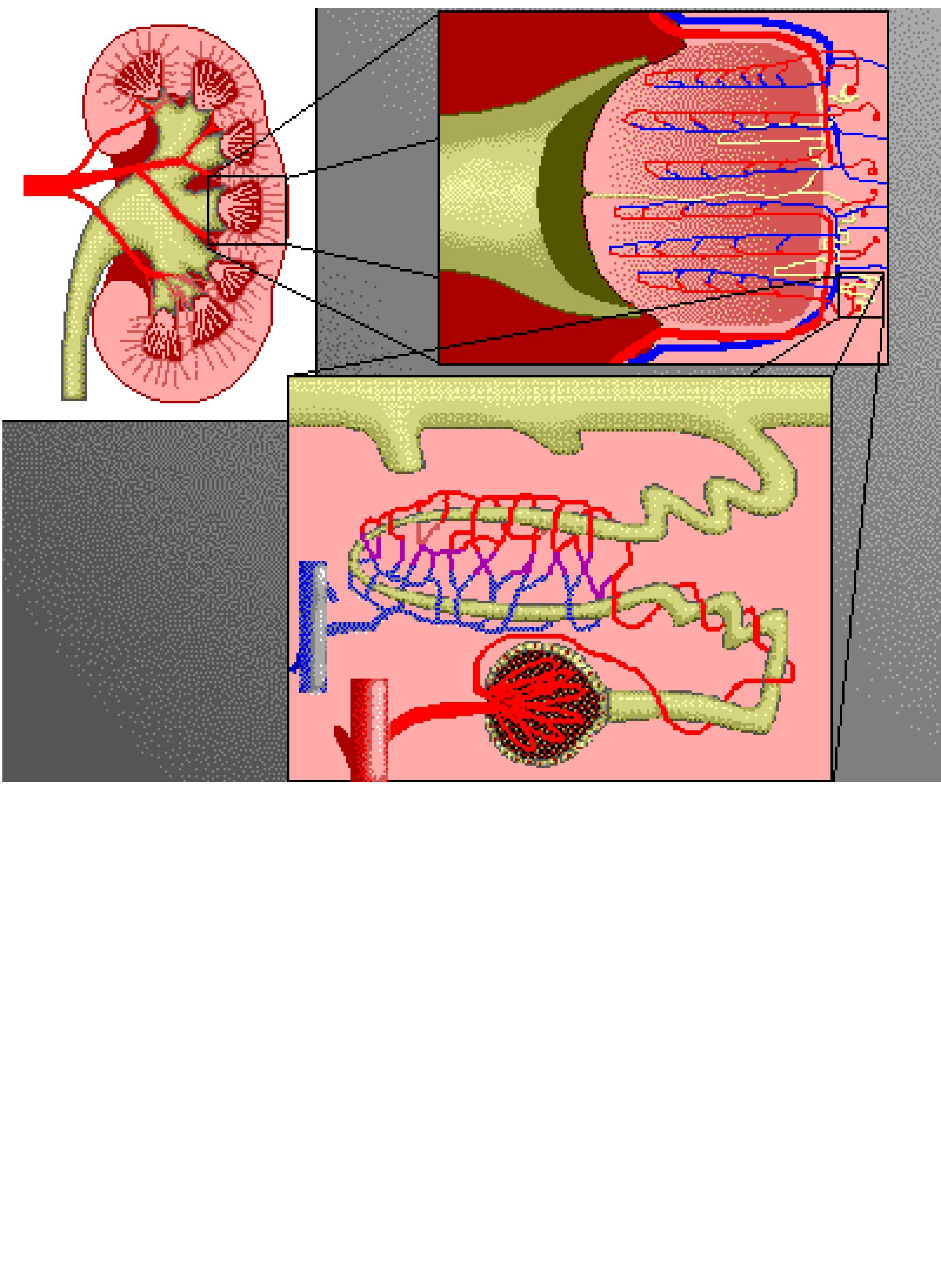 the-mechanism-of-blood-filtration-in-the-kidneys