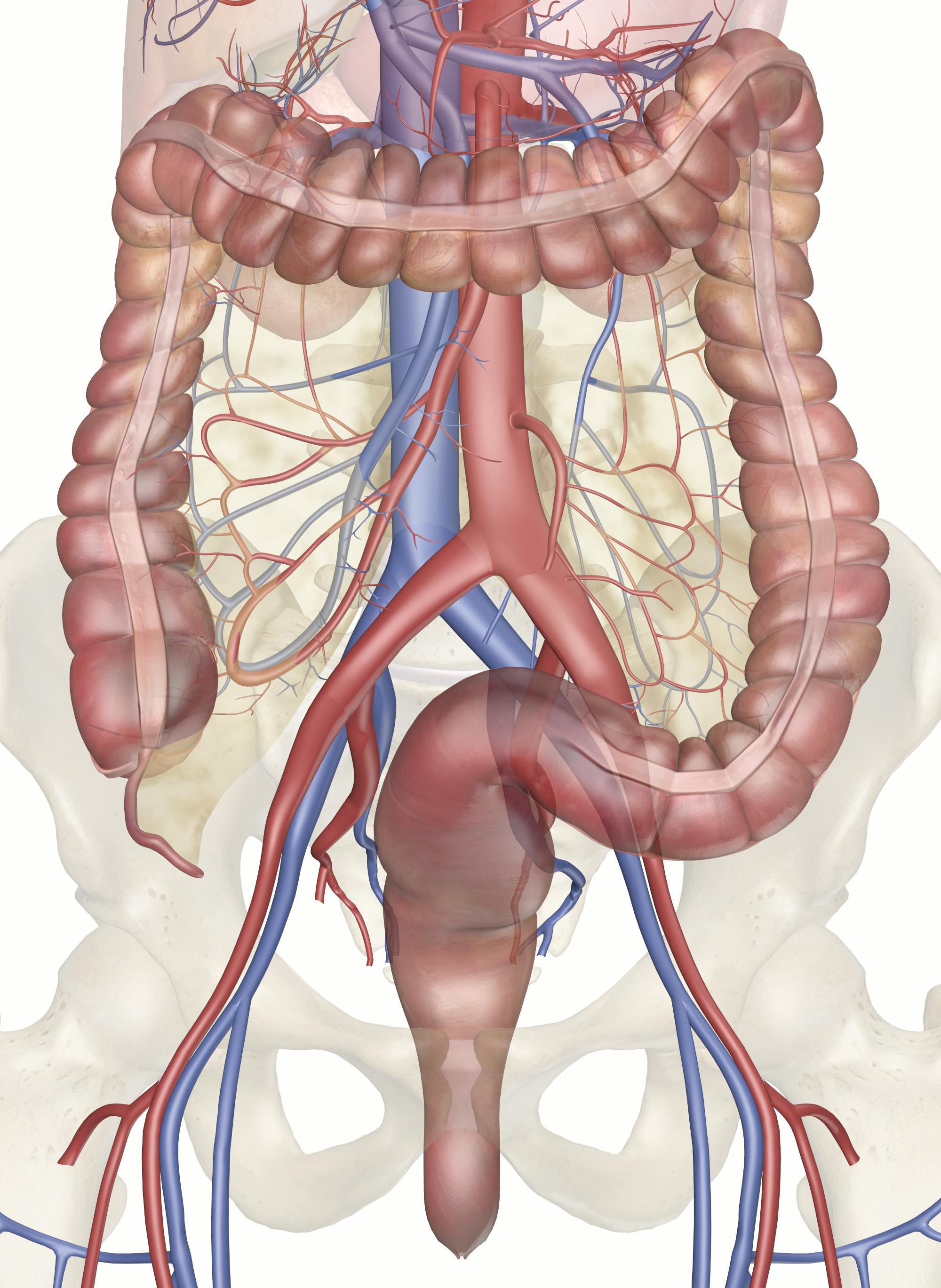 large intestine anatomy and physiology