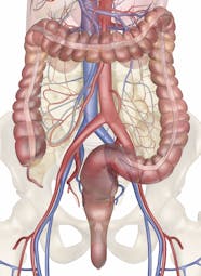 The Intestinal Blood Supply 3D Anatomy Model