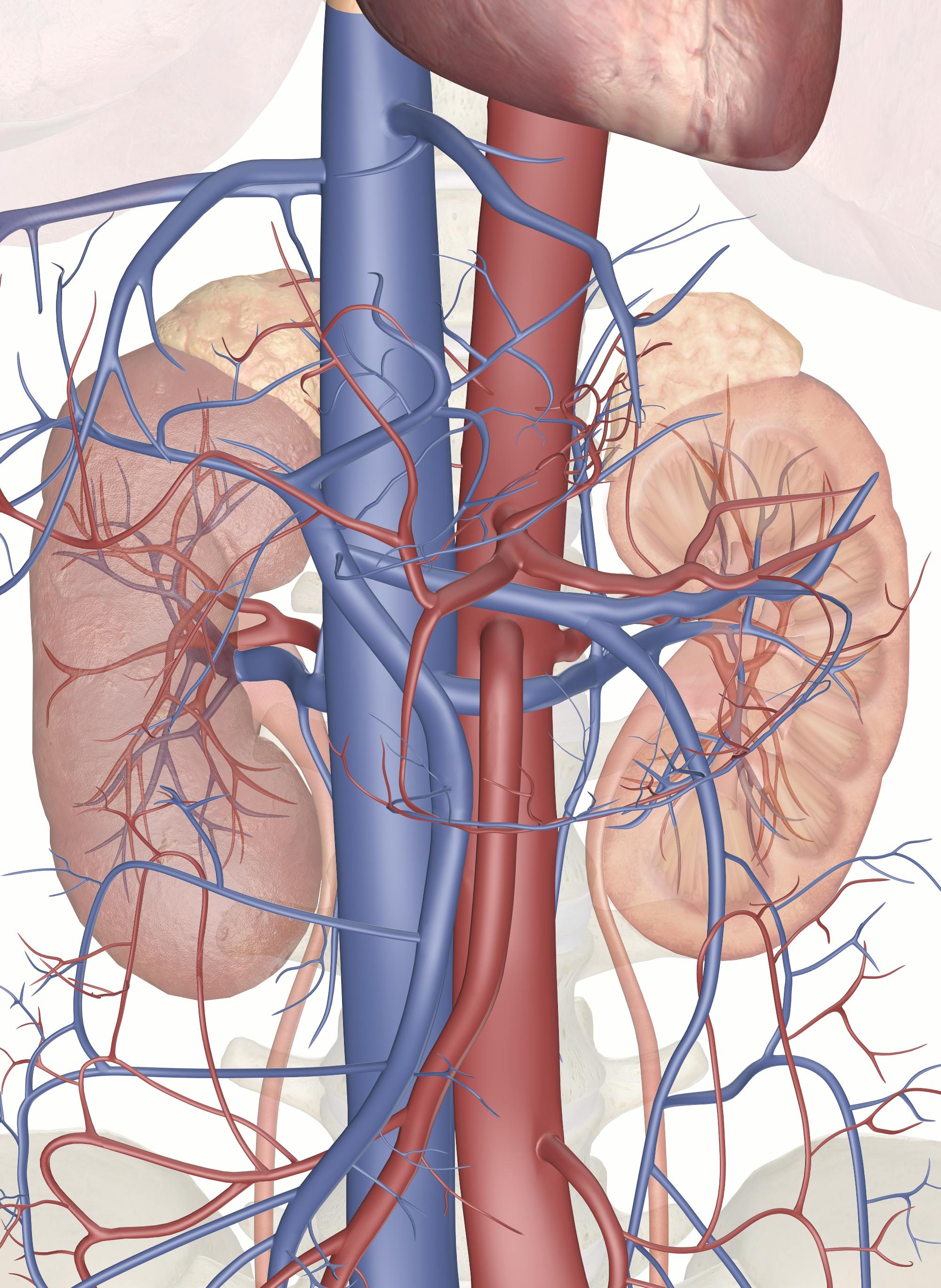 the-functions-of-the-kidney-3d-anatomy-model