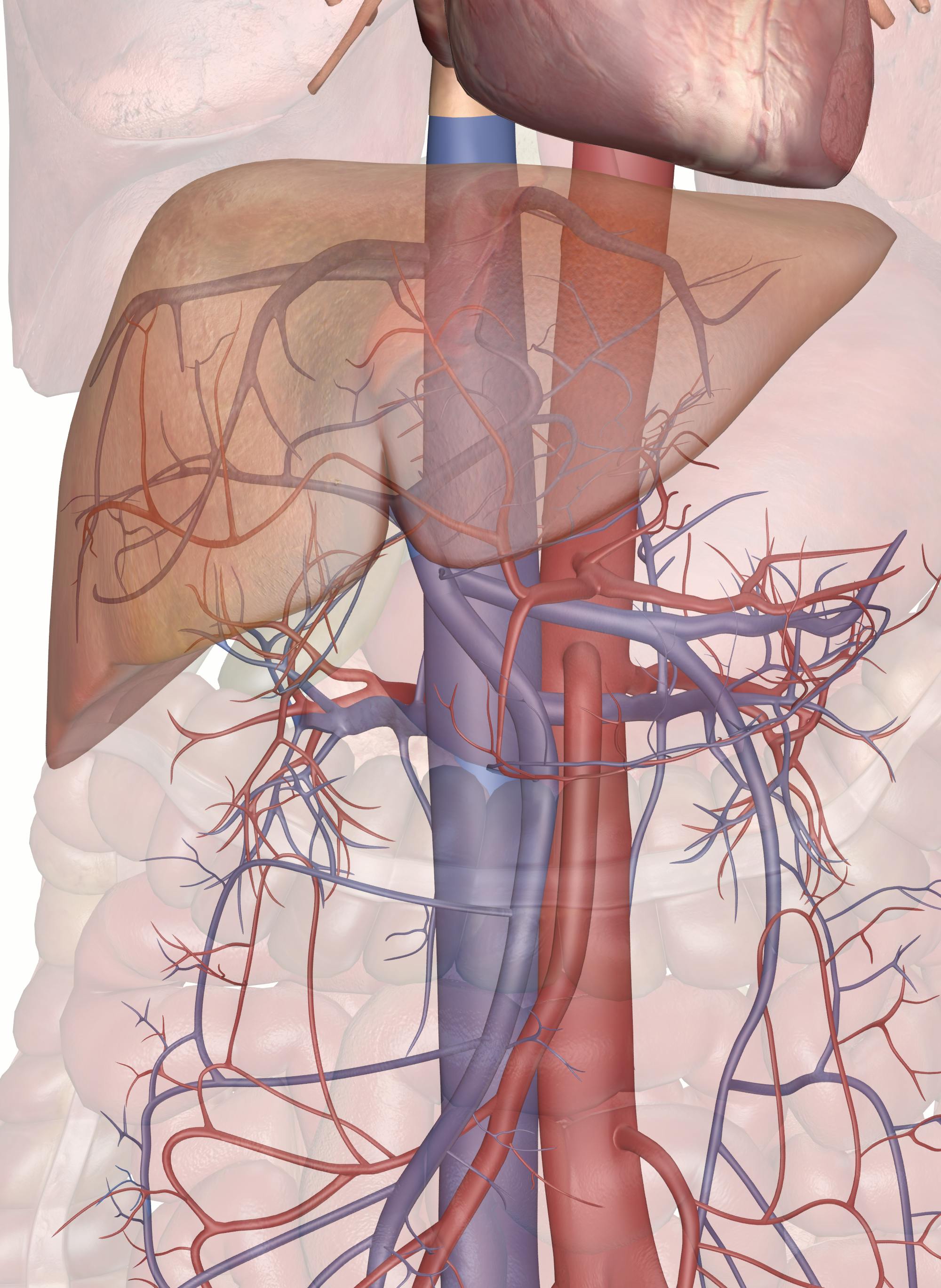the-circulatory-routes-of-the-liver-3d-anatomy-model