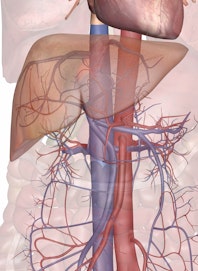 The Circulatory Routes of the Liver