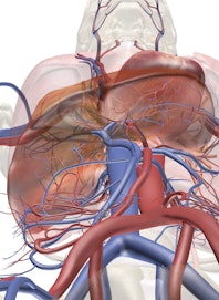 Blood Supply to the Liver and Gallbladder (Inferior View)