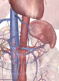 Blood Supply to the Spleen