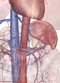 Blood Supply to the Spleen (Cross-section View)