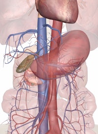 Blood Supply to the Stomach and Pancreas
