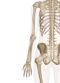 Bones of the Arm and Hand (Posterior View)