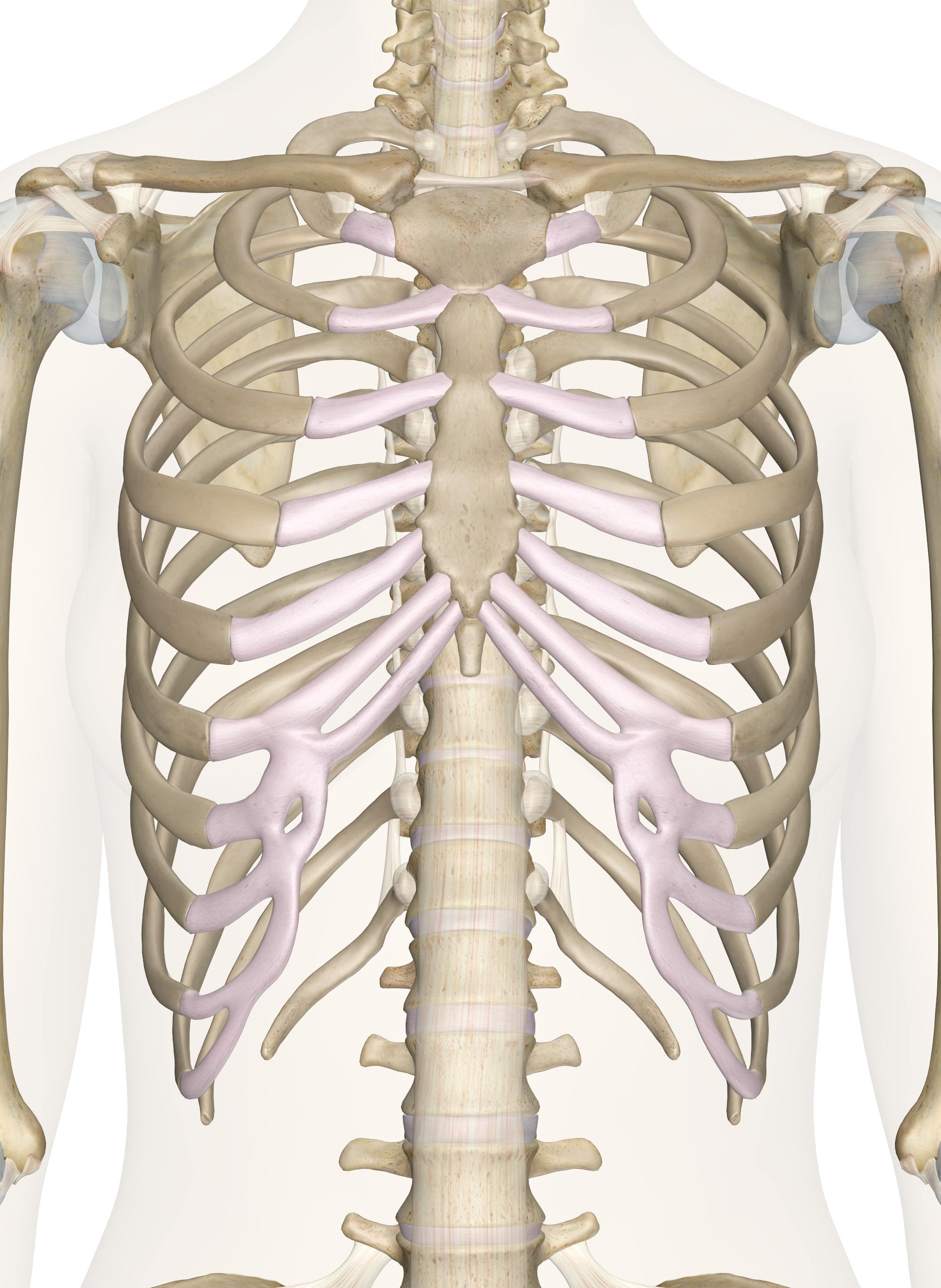 is the rib a flat bone