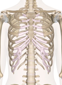 The Bones of the Chest and Upper Back