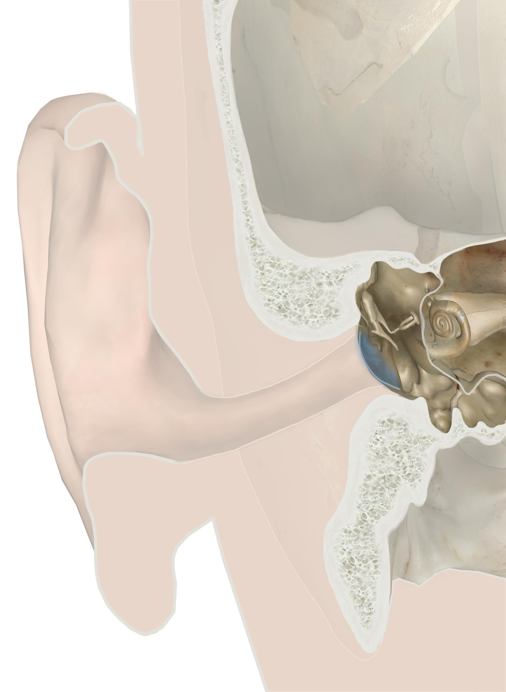 Anatomy of human ear, auditory ossicles, malleus,incus, stapes